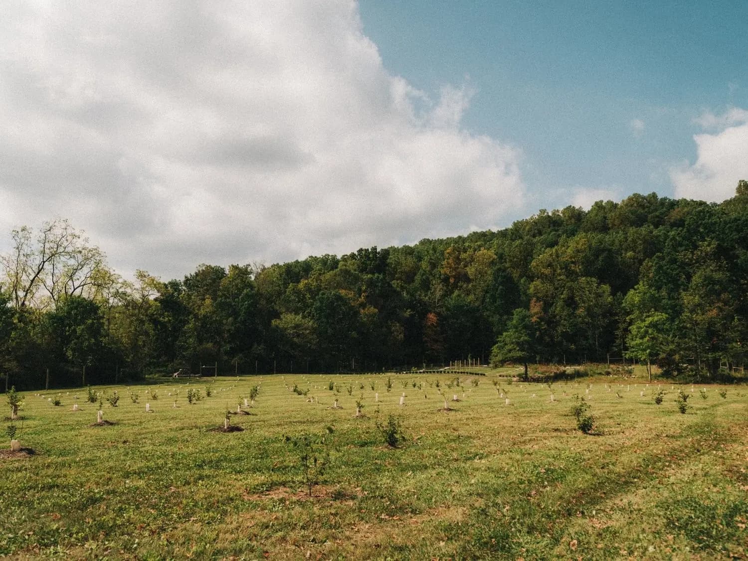 Young trees planted in a field at the edge of a woodland at Bloom Farm